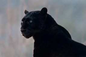 Φωτογραφία Black leopard (Panthera pardus), Mark Newman