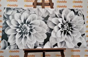 Εικόνα λουλουδιών ντάλιας σε μαύρο & άσπρο - 100x50