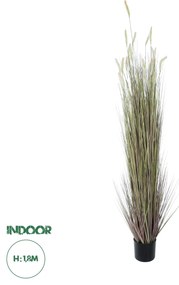 Artificial Garden BEIGE LAGURUS 21104 Διακοσμητικό Φυτό Μπεζ Λαγοουρά Υ180cm