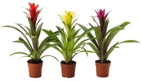 GUZMANIA φυτό σε γλάστρα/φυτό Γκουζμάνια, 9 cm 705.553.98