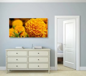 Εικόνα κατιφέ Αζτέκων σε κίτρινο χρώμα - 100x50