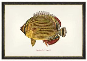 Κάδρο Fishes Of Hawaii - Kapuhili Fish FA13207 60X40 MindTheGap Οριζόντιοι Ξύλο