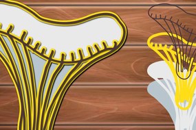 Σετ των 2 Intra απο ξύλο plywood 3mm-4mm πάχος 3D Multi Layer Mushrooms Paper Cut Δίασταση 15x15 cm INTRAFABR-17026559