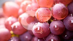 Σετ των 2 Intra Συλλεκτικό Ξύλινο Παζλ Plywood  4mm - Φρέσκα κόκκινα σταφύλια με σταγονίδια νερού Σε Ξύλινο Κουτί - Διαστάσεις: 10x10 cm – 25 κομμάτια