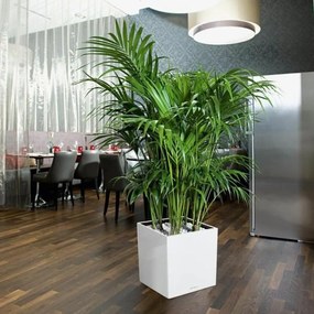 Αυτοποτιστικη Γλάστρα Lechuza Λευκό 40 x 40 cm πολυπροπυλένιο Πλαστική ύλη