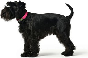 Κολλάρο Σκύλου Hunter Convenience Ροζ S/M