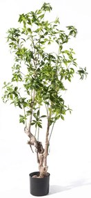 Τεχνητό Δέντρο Φίκος Japonica 8590-6 175cm Green Supergreens Πλαστικό