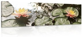 Εικόνα λουλούδι λωτού στον κήπο - 150x50