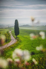 Φωτογραφία Tuscany landscape view of green hills, serts, (26.7 x 40 cm)