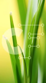 Σετ των 2 Intra Συλλεκτικό Ξύλινο Παζλ Plywood 4mm - Κοντινό πλάνο της αυξανόμενης πράσινης χλόης Σε Ξύλινο Κουτί - Διαστάσεις: 10x10 cm – 25 κομμάτια