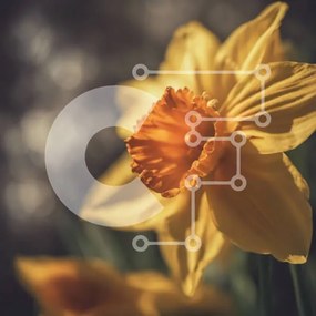 Intra Συλλεκτικό Ξύλινο Παζλ Plywood 4mm - Κίτρινο λουλούδι ασφόδελου σε σκούρο φόντο Σε Ξύλινο Κουτί - Διαστάσεις: 10x10 cm – 25 κομμάτια