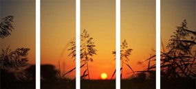 Λεπίδες γρασιδιού με 5 μέρη στο ηλιοβασίλεμα - 200x100