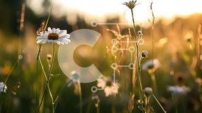 Intra Συλλεκτικό Ξύλινο Παζλ Plywood 4mm - Ειδυλλιακό Ηλιόλουστο Λιβάδι με Λευκές Μαργαρίτες Σε Ξύλινο Κουτί - Διαστάσεις: 10x10 cm – 25 κομμάτια