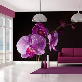 Φωτοταπετσαρία - stylish  orchis 350x270