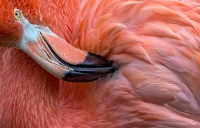 Φωτογραφία Flamingo Close Up, Xavier	Ortega