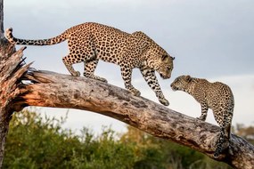 Φωτογραφία A mother leopard, Panthera pardus, walks, Mint Images