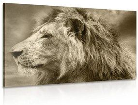 Εικόνα ενός αφρικανικού λιονταριού στη σέπια - 120x80