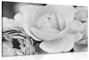 Εικόνα γεμάτη τριαντάφυλλα σε μαύρο και άσπρο - 120x80