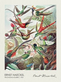 Αναπαραγωγή Trochilidae–Kolibris (1904), Ernst Haeckel