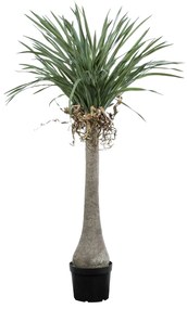 GloboStar® Artificial Garden BEAUCARNEA PALM TREE 20046 Τεχνητό Διακοσμητικό Φυτό Κυρτόφυλλος Μπουκαρνέα Υ165cm