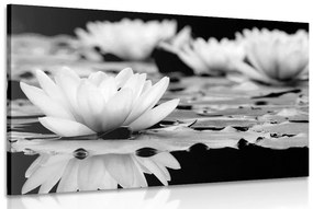 Εικόνα λουλούδι λωτού σε ασπρόμαυρο σχέδιο - 120x80