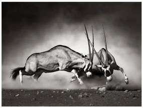 Φωτοταπετσαρία - Gemsbok fight 350x270