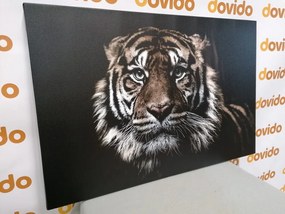 Εικόνα τίγρη - 90x60