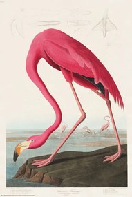 Αφίσα American Flamingo, John James Audubon