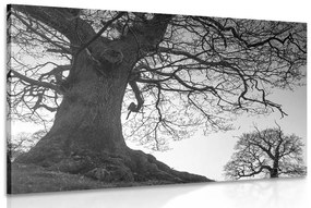 Εικόνα συμβίωση δέντρων σε μαύρο & άσπρο