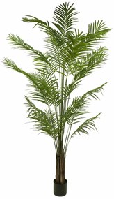 Plant in Pot CONCORAL Areca Luxe 4000864-GR