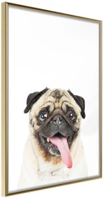 Αφίσα - Funny Pug - 20x30 - Χρυσό - Χωρίς πασπαρτού