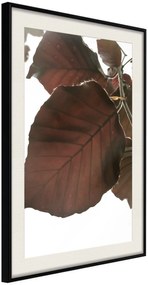 Αφίσα - Burgundy Tilia Leaf - 20x30 - Μαύρο - Με πασπαρτού