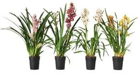 CYMBIDIUM φυτό σε γλάστρα/Ορχιδέα, 12 cm 205.878.39