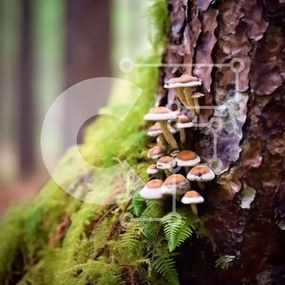 Intra Συλλεκτικό Ξύλινο Παζλ Plywood 4mm - Όμορφη εικόνα των μανιταριών σε ένα δάσος Σε Ξύλινο Κουτί - Διαστάσεις: 10x10 cm – 25 κομμάτια