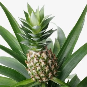 ANANAS φυτό σε γλάστρα/Ανανάς, 12 cm 505.281.79