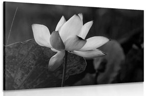 Εικόνα ενός ευαίσθητου λουλουδιού λωτού σε ασπρόμαυρο