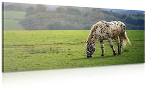 Εικόνα ενός αλόγου σε ένα λιβάδι - 100x50