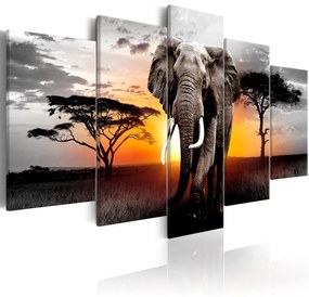 Πίνακας - Elephant at Sunset 100x50