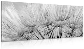 Εικόνα σπόρων πικραλίδας σε ασπρόμαυρο σχέδιο - 100x50