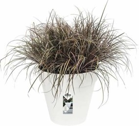 Σετ από Γλάστρες Elho Γκρι Πλαστική ύλη Στρόγγυλο 2 Τεμάχια