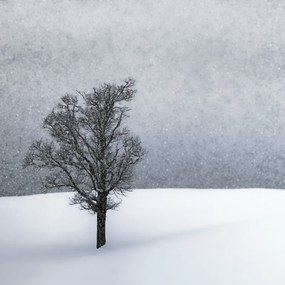 Φωτογραφία LONELY TREE Idyllic Winterlandscape, Melanie Viola