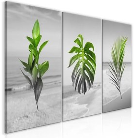 Πίνακας - Plants (Collection) - 120x60