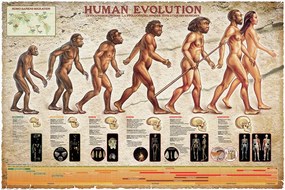 Αφίσα Human Evolution