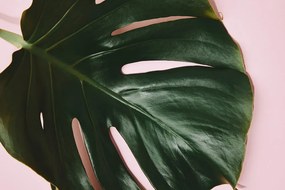 Φύλλο εικόνας φυτού monstera