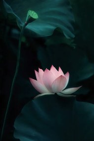 Φωτογραφία Lotus Flower, Catherine W.