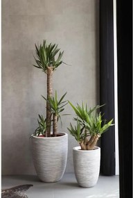 Γλάστρα Capi Europe Ελεφαντόδοντο Πλαστική ύλη Στρόγγυλο