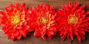Εικόνα με κόκκινα λουλούδια ντάλια - 120x60