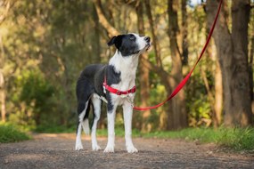 Λουρί Σκύλου Red Dingo 36-50 cm Κόκκινο S