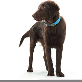 Κολλάρο Σκύλου Hunter Convenience Τυρκουάζ (38-46 cm)