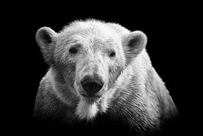 Φωτογραφία Polar bear on black, © Christian Meermann